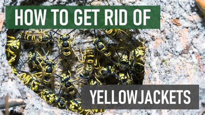 Do yellow jackets nest in house siding
