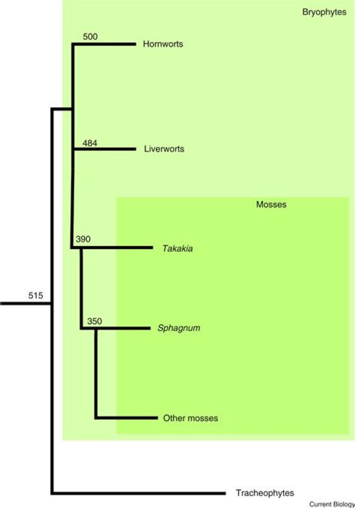 Riley Moss Family Tree: Is He Related To Randy Moss? Relationship And Wiki