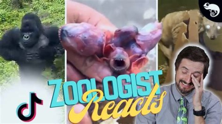 What Does Art Of The Zoo TikTok Mean? Explained